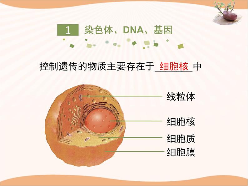 《遗传》第二课时课件05