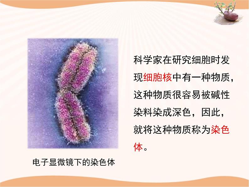 《遗传》第二课时课件06