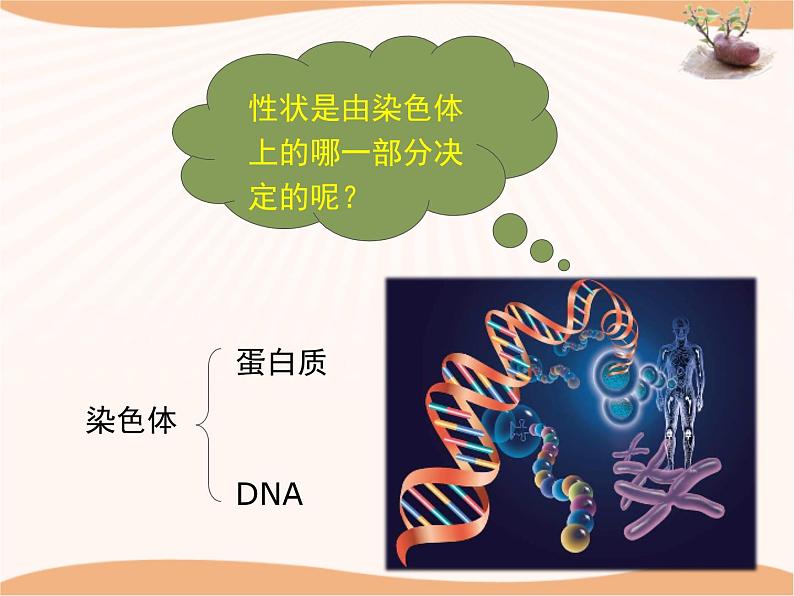 《遗传》第二课时课件07