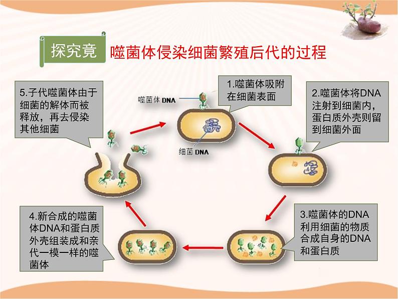 《遗传》第二课时课件08