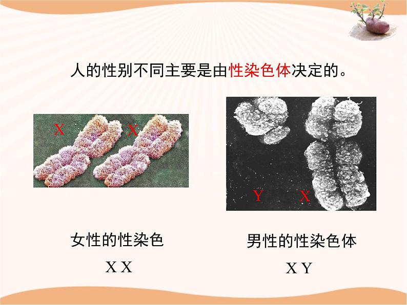 《遗传》第三课时 课件07