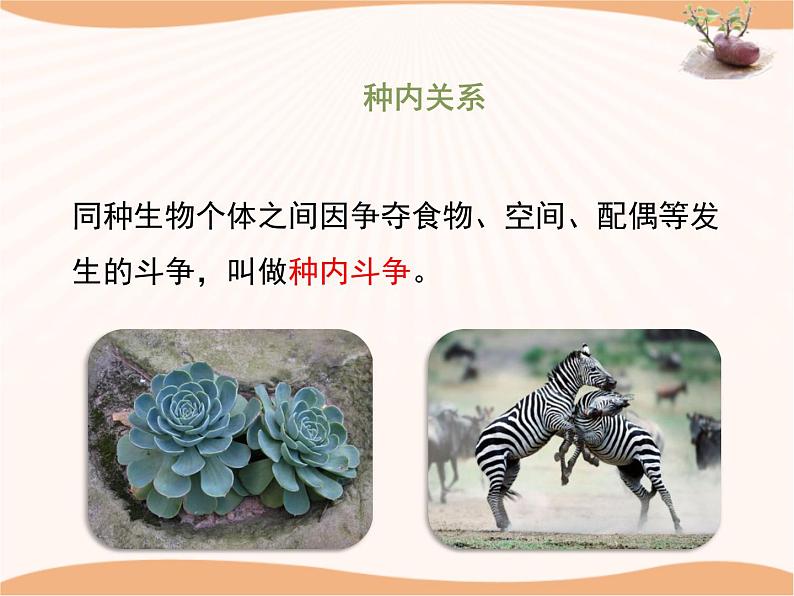 《环境对生物的影响》第二课时课件05