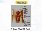 人教版生物七年级下册 4.1.2 人的生殖 课件+视频素材