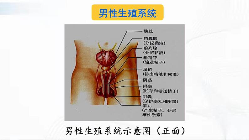 人教版生物七年级下册 4.1.2 人的生殖 课件+视频素材05