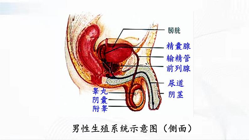 人教版生物七年级下册 4.1.2 人的生殖 课件+视频素材06