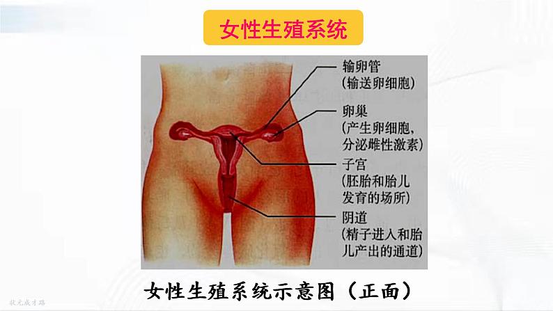 人教版生物七年级下册 4.1.2 人的生殖 课件+视频素材08