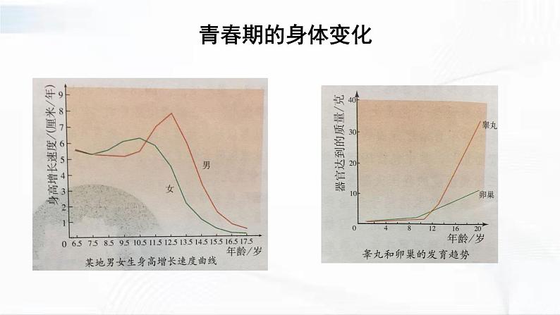 人教版生物七年级下册 4.1.3 青春期 课件05