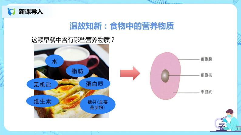 人教版（新课标）生物七下：2.2《消化和吸收》（第一课时）（课件+教案+练习）02