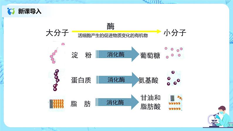 2.2《消化和吸收》（第一课时）课件第4页