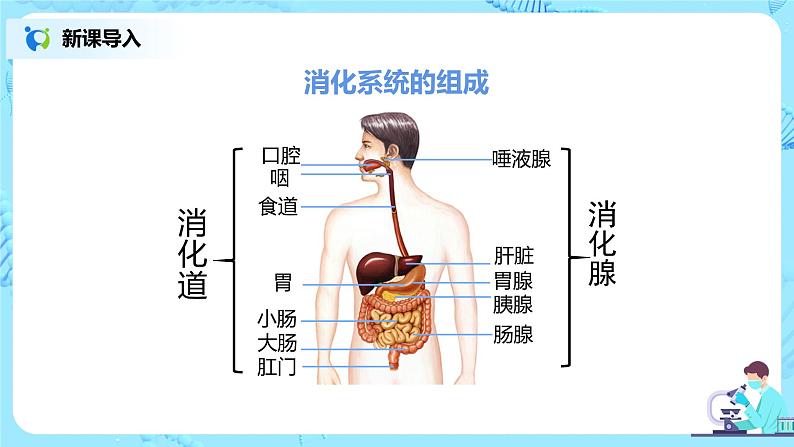 2.2《消化和吸收》（第一课时）课件第6页