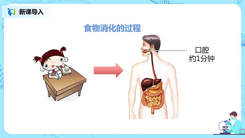 2.2《消化和吸收》（第一课时）课件第7页