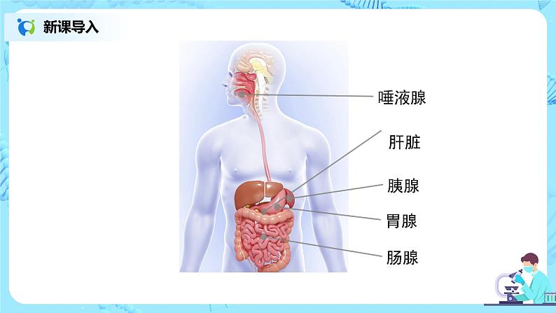 2.2《消化和吸收》（第二课时）课件第4页