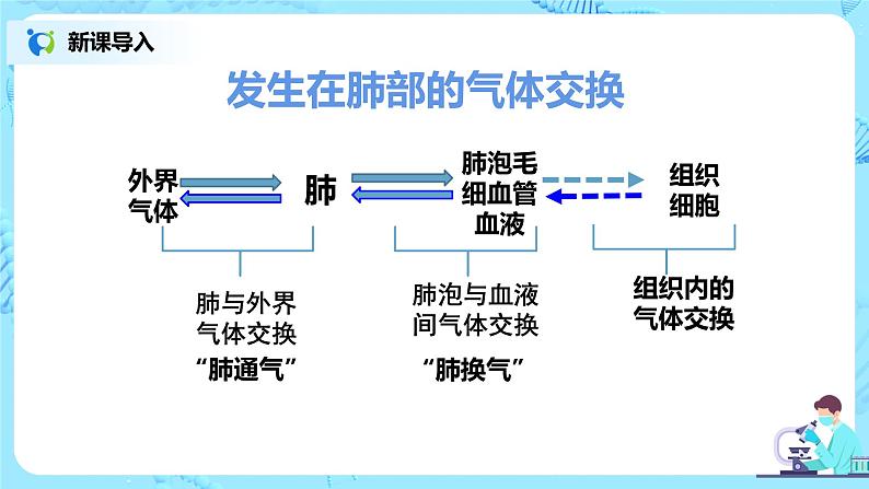 人教版（新课标）生物七下：第三章《人体的呼吸》章节综合与测试（第二课时）（课件+教案+练习）04