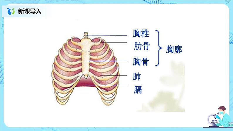 人教版（新课标）生物七下：第三章《人体的呼吸》章节综合与测试（第二课时）（课件+教案+练习）06