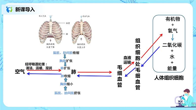 人教版（新课标）生物七下：第三章《人体的呼吸》章节综合与测试（第二课时）（课件+教案+练习）07