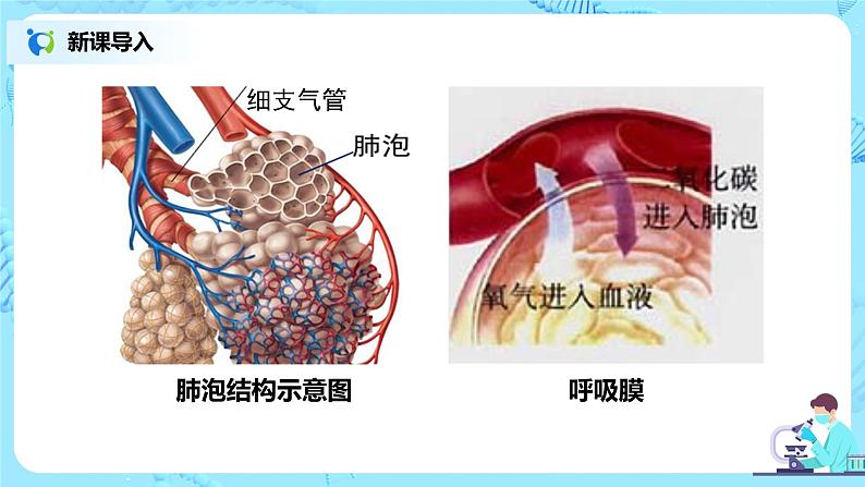 人教版（新课标）生物七下：第三章《人体的呼吸》章节综合与测试（第二课时）（课件+教案+练习）08