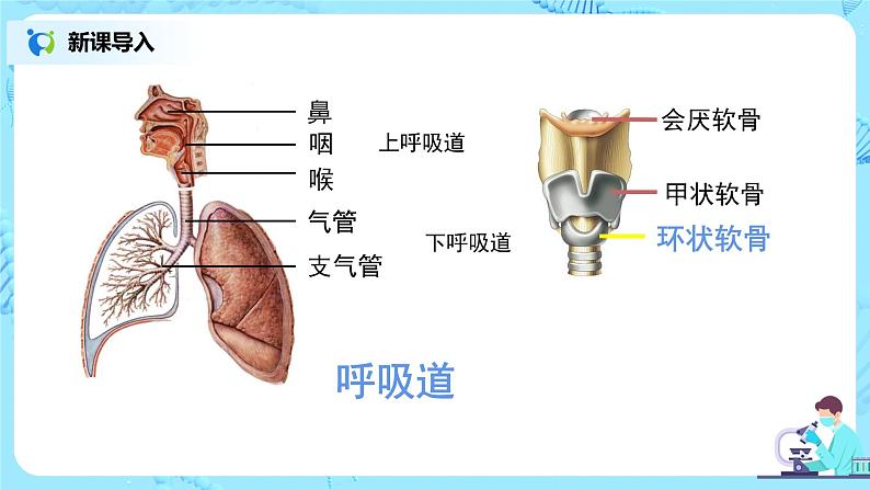 第三章《人体的呼吸》章节综合与测试（第一课时）课件第6页