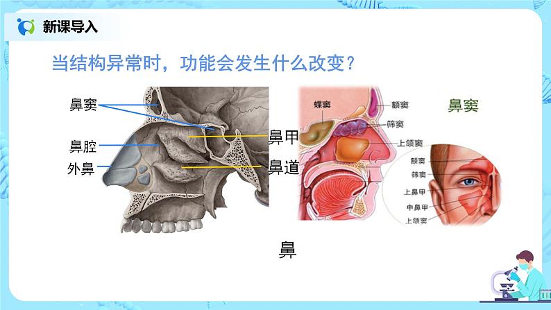 第三章《人体的呼吸》章节综合与测试（第一课时）课件第8页