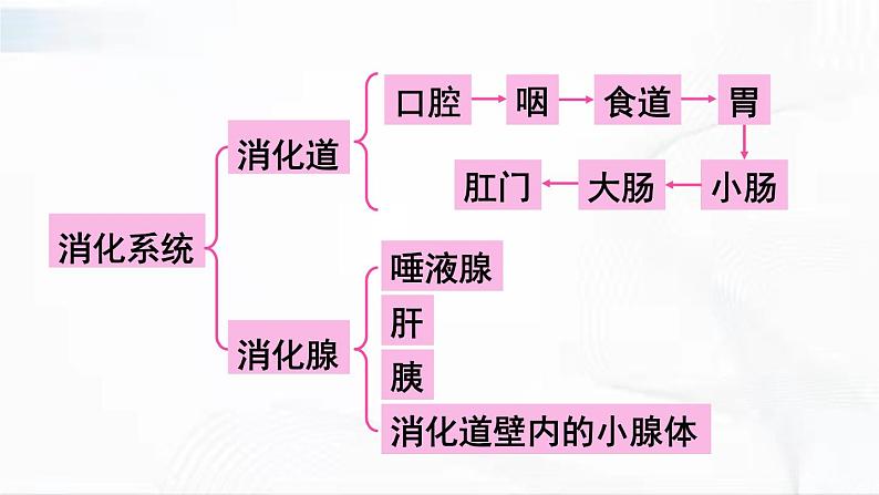 人教版生物七年级下册 4.2.2 食物的消化 课件+视频素材06