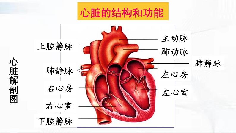 人教版生物七年级下册 4.4.3 心脏的结构和功能 课件第5页