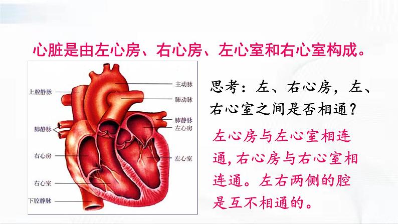 人教版生物七年级下册 4.4.3 心脏的结构和功能 课件第6页