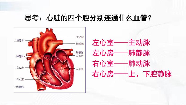 人教版生物七年级下册 4.4.3 心脏的结构和功能 课件第7页