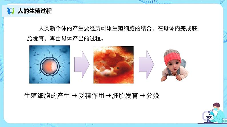 1.2《人的生殖》（第二课时）课件第5页