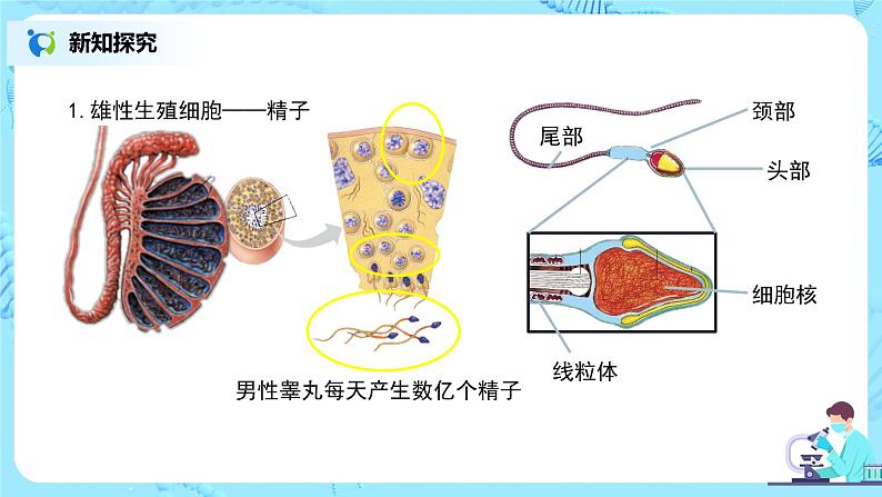 1.2《人的生殖》（第二课时）课件第7页