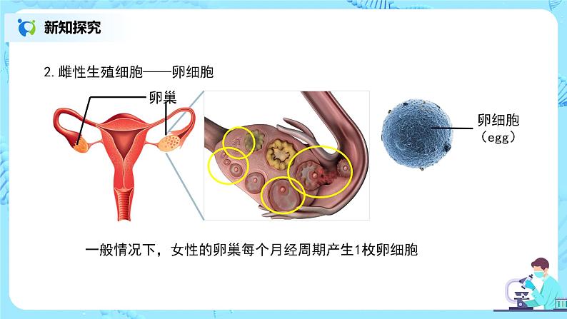 1.2《人的生殖》（第二课时）课件第8页