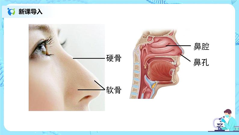 人教版（新课标）生物七下：3.1《呼吸道对空气的处理》（第一课时）（课件+教案+练习）04