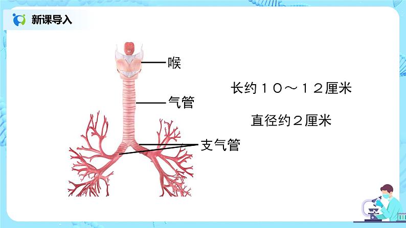人教版（新课标）生物七下：3.1《呼吸道对空气的处理》（第一课时）（课件+教案+练习）07