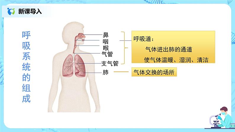 人教版（新课标）生物七下：3.2《发生在肺内的气体交换》（第三课时）（课件+教案+练习）03