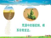 人教版生物七年级上册  第二章 第一节 第2课时 生物因素对生物的影响 生物对环境的适应和影响【课件】