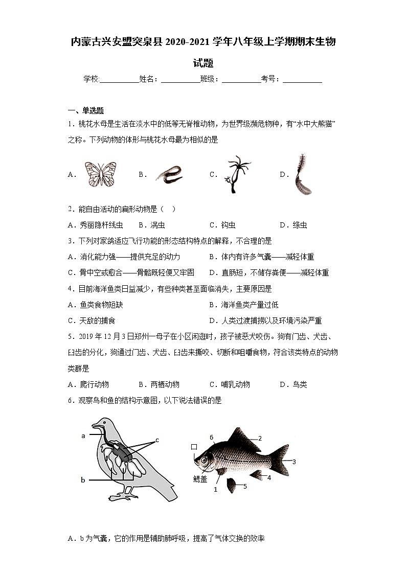 内蒙古兴安盟突泉县2020-2021学年八年级上学期期末生物试题（word版 含答案）第1页