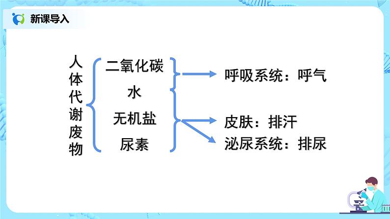 人教版（新课标）生物七下：第五章《人体内废物的排出》（第二课时）--尿的形成和排出（课件+教案+练习）02