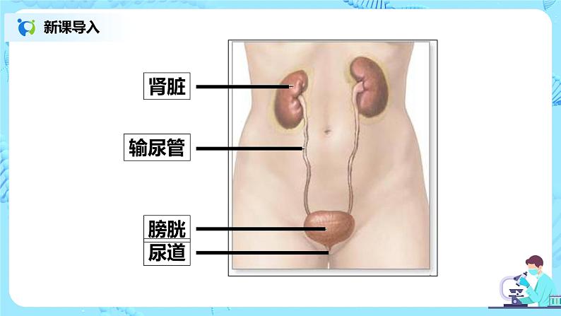 人教版（新课标）生物七下：第五章《人体内废物的排出》（第二课时）--尿的形成和排出（课件+教案+练习）04