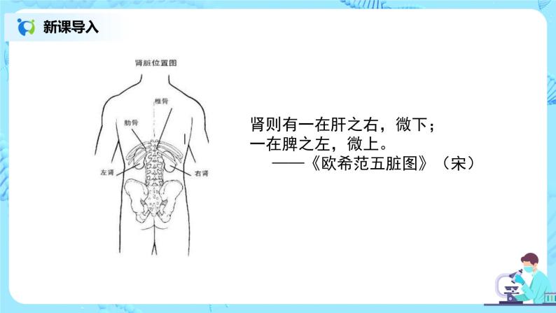 人教版（新课标）生物七下：第五章《人体内废物的排出》（第二课时）--尿的形成和排出（课件+教案+练习）06