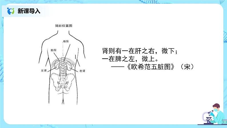 人教版（新课标）生物七下：第五章《人体内废物的排出》（第二课时）--尿的形成和排出（课件+教案+练习）06
