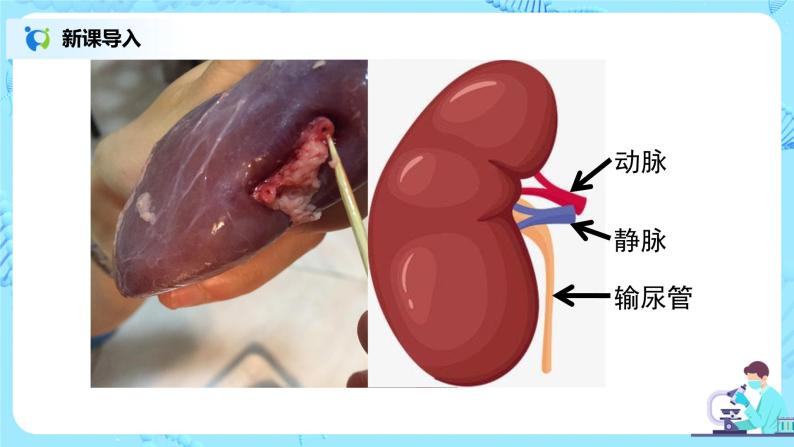 人教版（新课标）生物七下：第五章《人体内废物的排出》（第二课时）--尿的形成和排出（课件+教案+练习）08