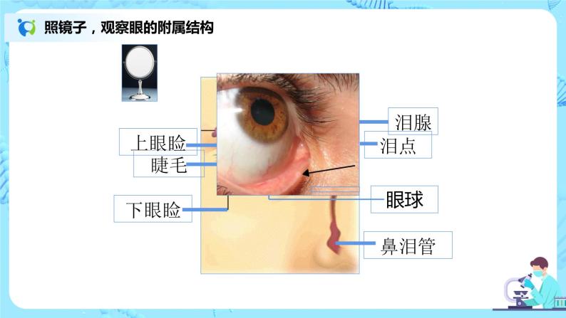 人教版（新课标）生物七下：6.1《人体对外界环境的感知》（第一课时）（课件+教案+练习）04