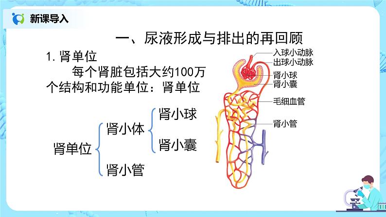 人教版（新课标）生物七下：第五章《人体内废物的排出》（第四课时）--泌尿系统与健康（课件+教案+练习）02