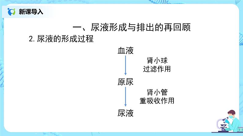 人教版（新课标）生物七下：第五章《人体内废物的排出》（第四课时）--泌尿系统与健康（课件+教案+练习）04