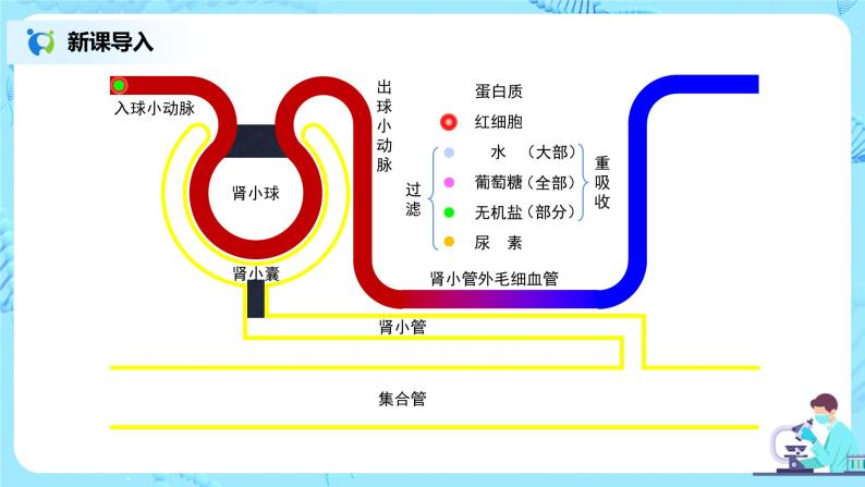 人教版（新课标）生物七下：第五章《人体内废物的排出》（第四课时）--泌尿系统与健康（课件+教案+练习）05