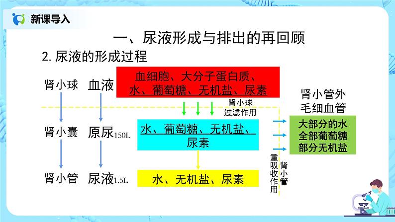人教版（新课标）生物七下：第五章《人体内废物的排出》（第四课时）--泌尿系统与健康（课件+教案+练习）06
