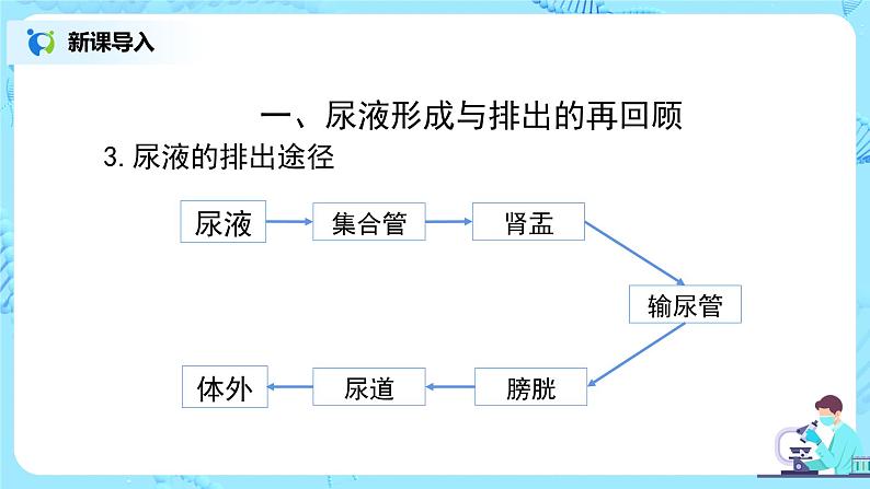 人教版（新课标）生物七下：第五章《人体内废物的排出》（第四课时）--泌尿系统与健康（课件+教案+练习）07
