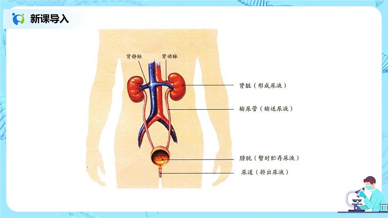 中学生物课件第3页