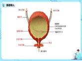 人教版（新课标）生物七下：第五章《人体内废物的排出》（第三课时）--尿的形成和排出（课件+教案+练习）