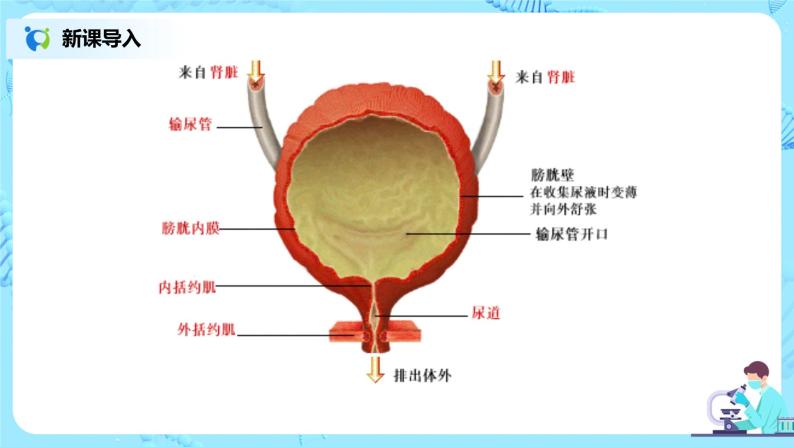 人教版（新课标）生物七下：第五章《人体内废物的排出》（第三课时）--尿的形成和排出（课件+教案+练习）04