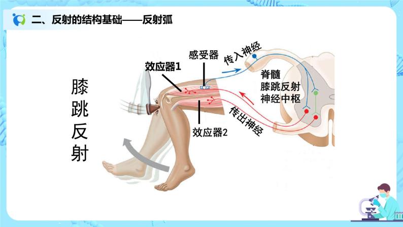 人教版（新课标）生物七下：6.3《神经调节的基本方式》（第一课时）（课件+教案+练习）08