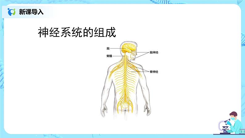 人教版（新课标）生物七下：6.2《神经系统的组成》（第二课时）（课件+教案+练习）03